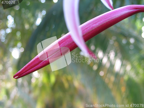 Image of pink flower close-up