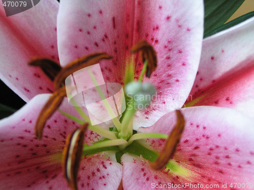 Image of pink flower close-up