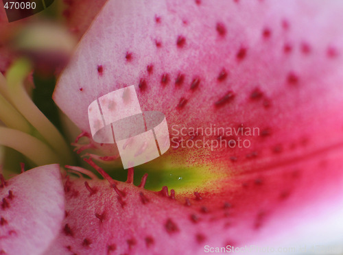 Image of pink flower close-up