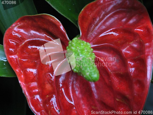 Image of red and green flower close-up