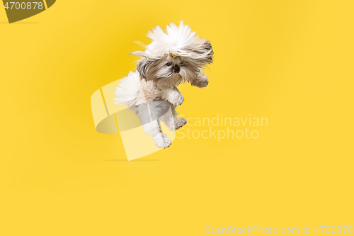 Image of Cute shih tzu is sitting on the yellow background. Shih Tzu the Chrysanthemum Dog