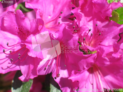 Image of magenta rhododendron close-up