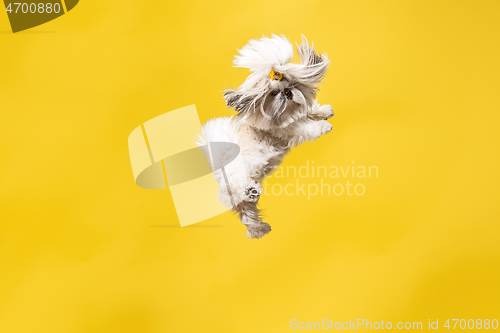 Image of Cute shih tzu is sitting on the yellow background. Shih Tzu the Chrysanthemum Dog