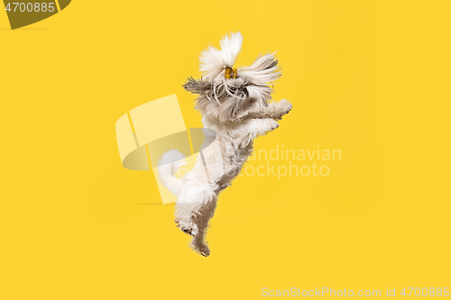 Image of Cute shih tzu is sitting on the yellow background. Shih Tzu the Chrysanthemum Dog