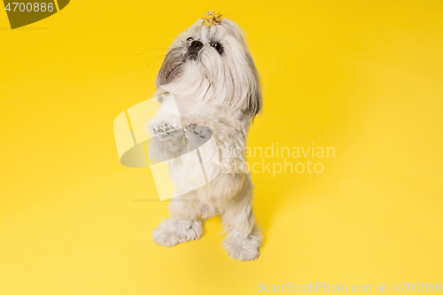 Image of Cute shih tzu is sitting on the yellow background. Shih Tzu the Chrysanthemum Dog