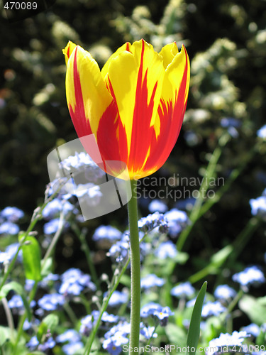 Image of red and yellow tulip