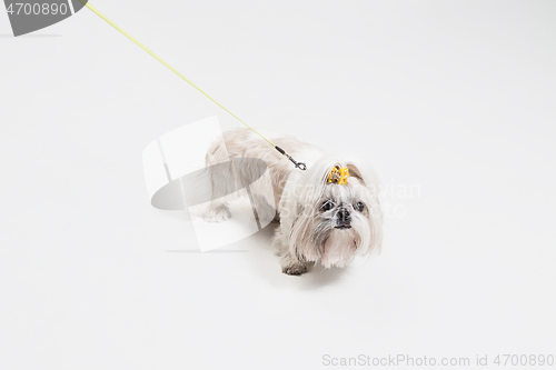 Image of Cute shih tzu is sitting on the yellow background. Shih Tzu the Chrysanthemum Dog