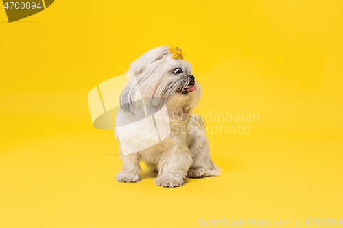 Image of Cute shih tzu is sitting on the yellow background. Shih Tzu the Chrysanthemum Dog