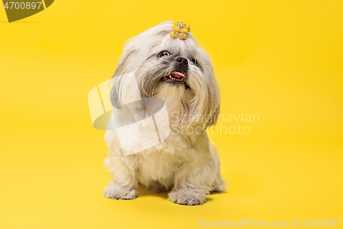 Image of Cute shih tzu is sitting on the yellow background. Shih Tzu the Chrysanthemum Dog