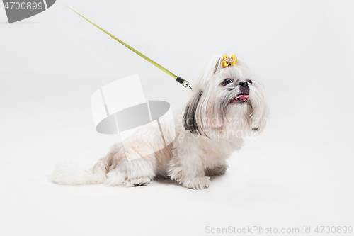 Image of Cute shih tzu is sitting on the yellow background. Shih Tzu the Chrysanthemum Dog