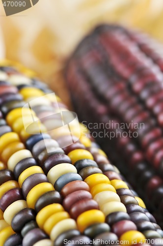 Image of Indian corn
