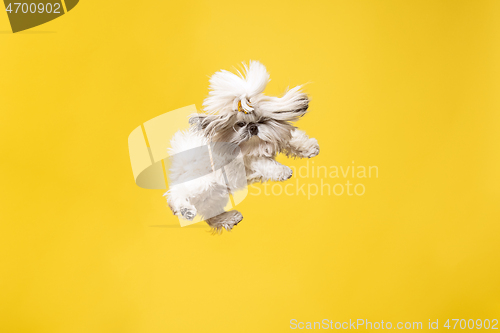 Image of Cute shih tzu is sitting on the yellow background. Shih Tzu the Chrysanthemum Dog
