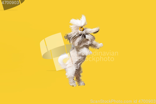 Image of Cute shih tzu is sitting on the yellow background. Shih Tzu the Chrysanthemum Dog