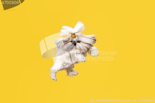 Image of Cute shih tzu is sitting on the yellow background. Shih Tzu the Chrysanthemum Dog