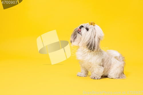 Image of Cute shih tzu is sitting on the yellow background. Shih Tzu the Chrysanthemum Dog