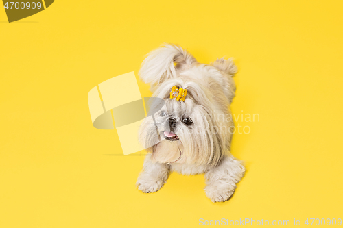 Image of Cute shih tzu is sitting on the yellow background. Shih Tzu the Chrysanthemum Dog