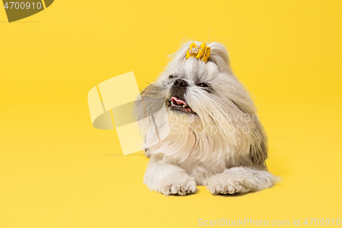 Image of Cute shih tzu is sitting on the yellow background. Shih Tzu the Chrysanthemum Dog