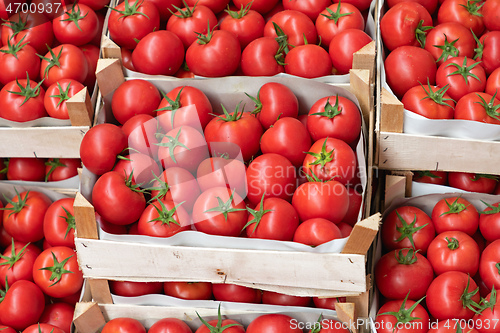 Image of Italian Tomato