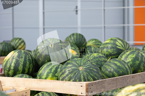 Image of Watermelons Market