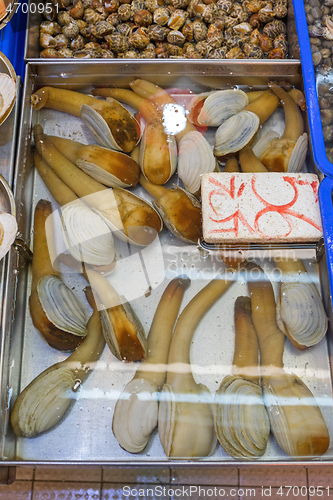 Image of Geoducks in Water