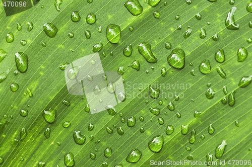 Image of Green leaf background with raindrops