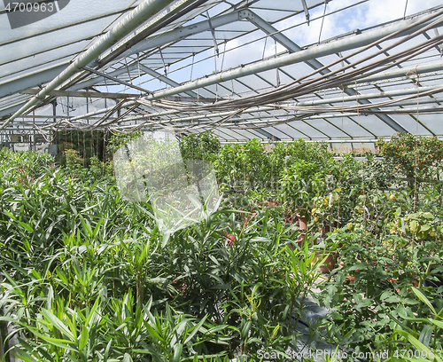 Image of sunny greenhouse scenery