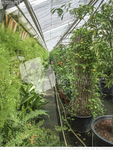 Image of sunny greenhouse scenery