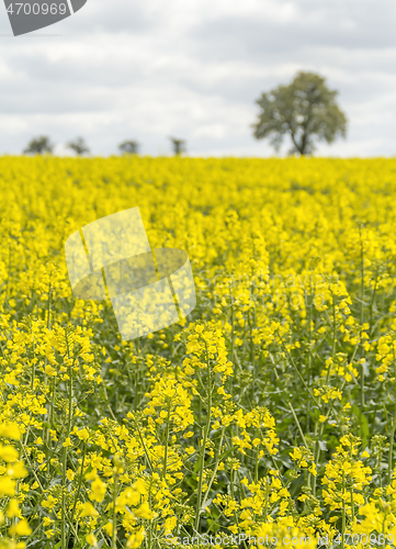 Image of field of rapeseed at spring time