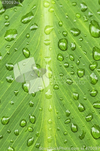 Image of Green leaf background with raindrops