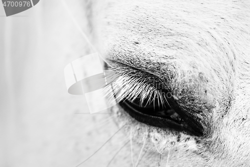 Image of Detail macro photo of a white horse