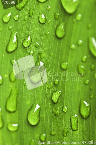 Image of Green leaf background with raindrops