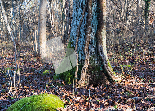 Image of Big tree trunk with growing Ivy roots