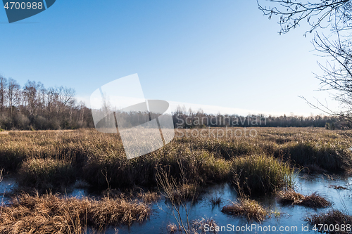 Image of Sunshine on a fall colored marshland