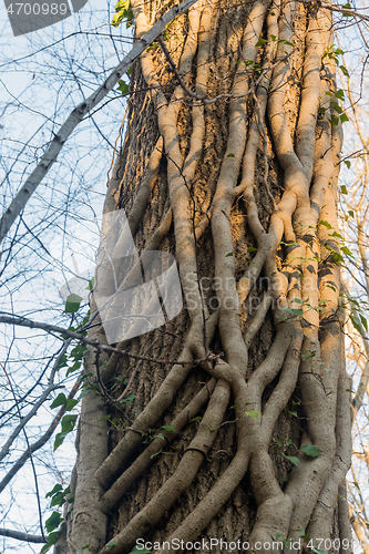 Image of Ivy roots climbing upwards a tree trunk