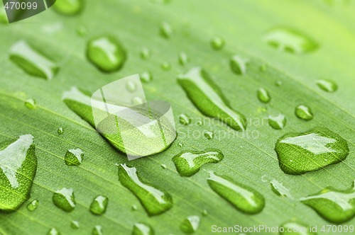 Image of Green leaf background with raindrops