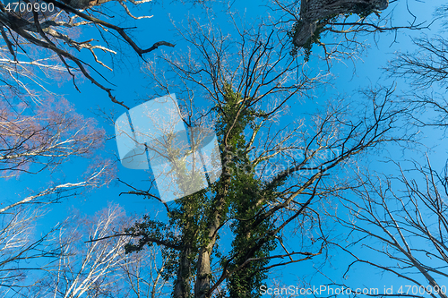 Image of Ivy covered tree top