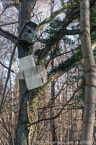 Image of Nest box for owls in a tree