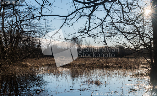 Image of Sunny marsland in a forest