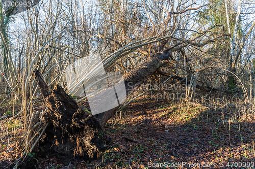 Image of Fallen weathered tree trunk in a forest