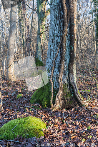 Image of Ivy roots on a big tree trunk