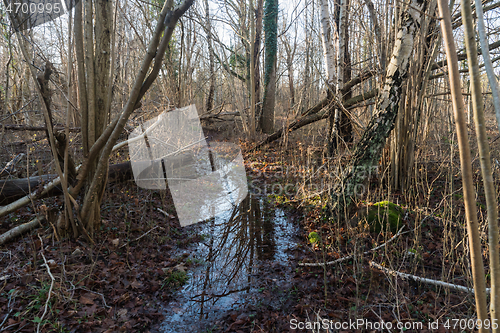 Image of Footpath with puddles in a forest