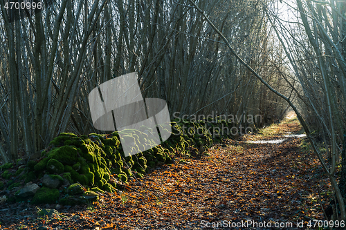 Image of Sunlit moss covered dry stone wall