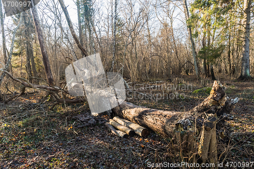 Image of Old fallen tree trunk