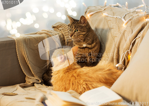 Image of two cats lying on sofa at home