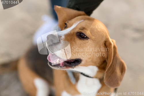 Image of close up of beagle dog