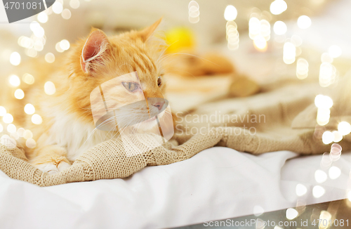 Image of red tabby cat lying on blanket at home in winter