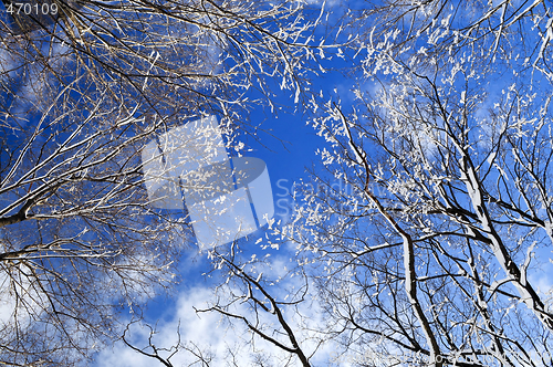 Image of Winter trees and blue sky