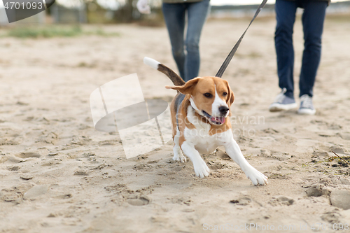 Image of couple with happy beagle dog on autumn beach