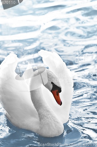 Image of White swan