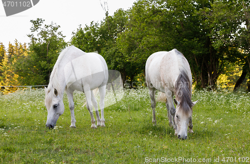 Image of two white horse is grazing in a spring meadow